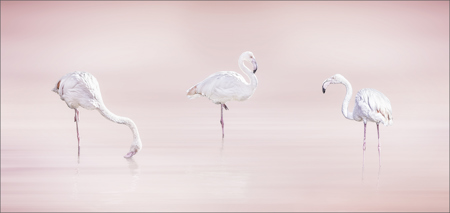 Flamingos