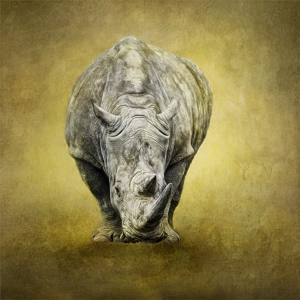 White Rhino3