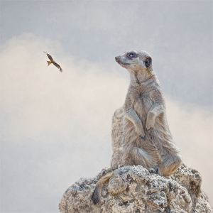 Lookout,meercat,andreww buckley ,andrew buckley photography