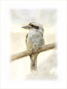 Kookaburra