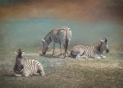 Zebra