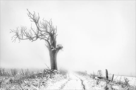 Old tree on Bredon Hill