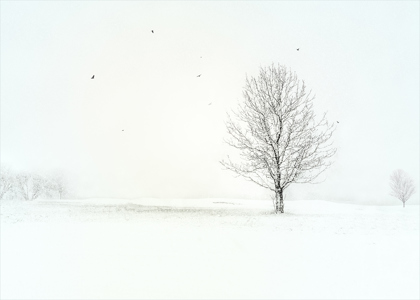 Winter tree