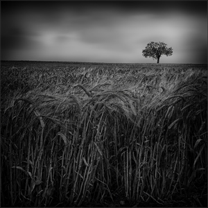 Barley Field