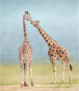 View on Lightbox Giraffe meeting