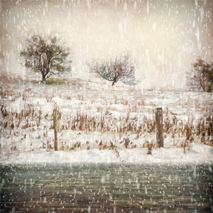 Small trees Bredon Hill