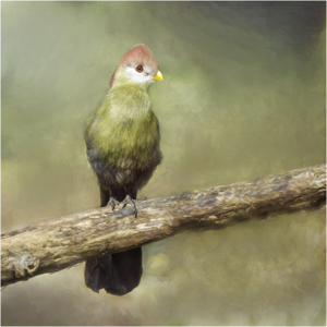 Red crested turaco