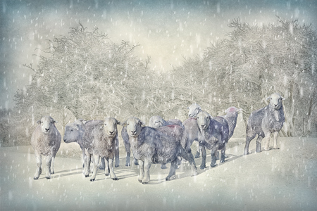 Herdwick winter scene