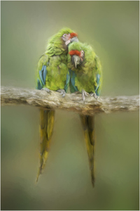 Creative paint effect image of Parrots embracing