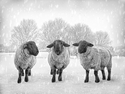 Wintering trio