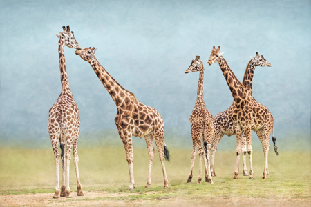View on Lightbox Largest Ruminant the Giraffe