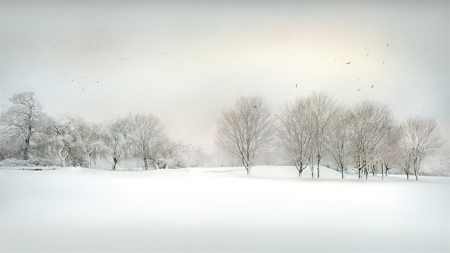 Winter Trees, Snowy Landscape