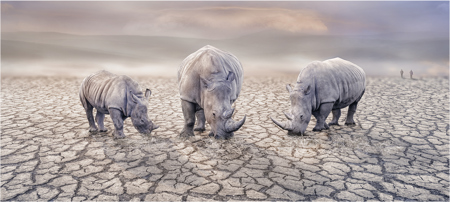 View on Lightbox Plight of the White Rhino