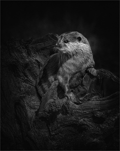 Otter