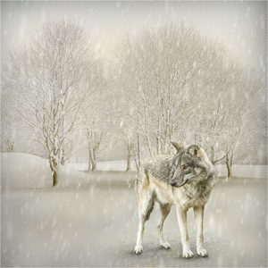 Grey Wolf in Snowy landscape