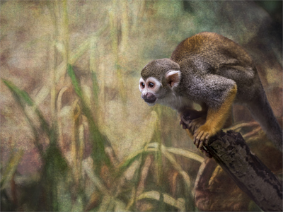 Squirrel Monkey ready to jump